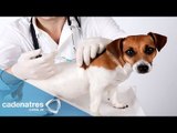 ¿Cuáles son las vacunas necesarias para los perros?