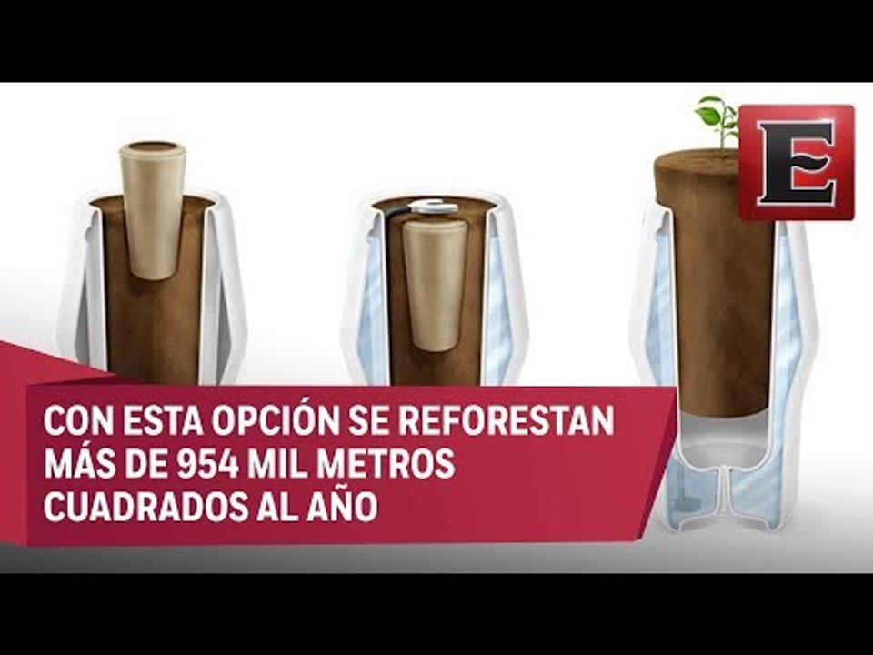 Cenizas de mascota para la reforestación