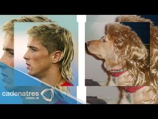 ¿A qué animal te pareces?