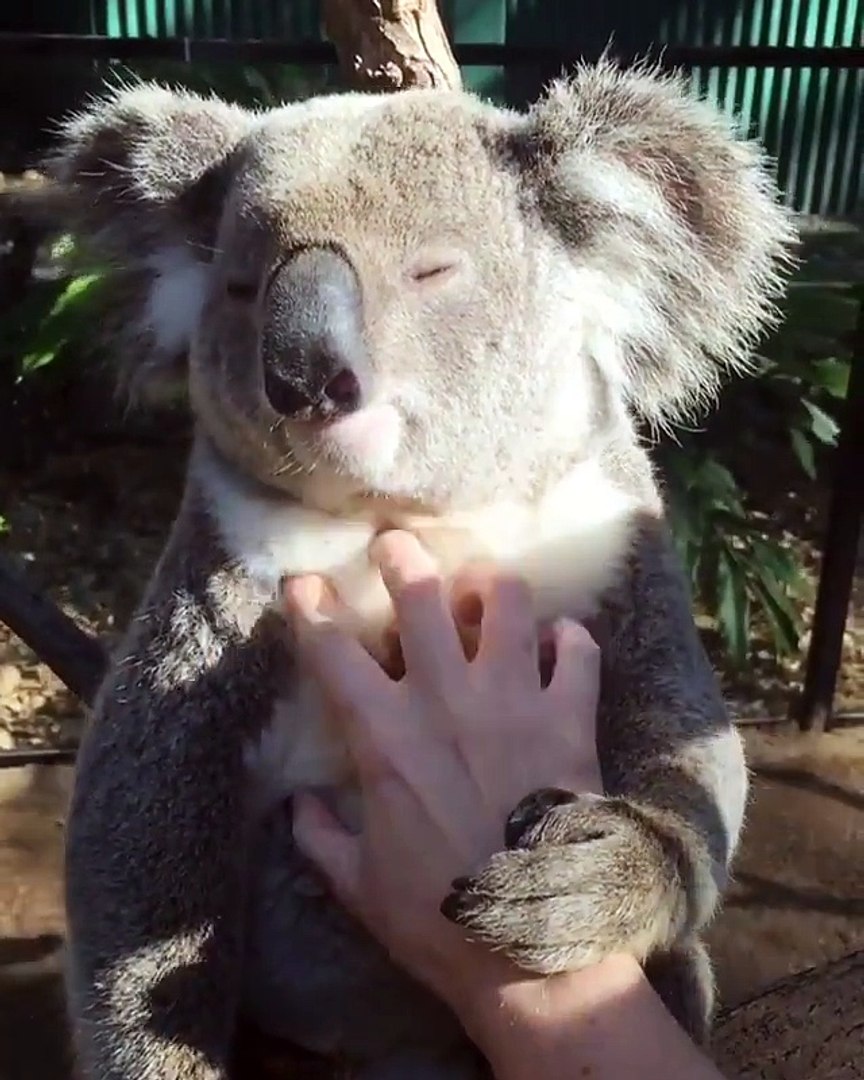 Moment magique: le premier câlin d'une maman koala et son bébé