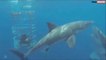 Depuis sa cage, ce plongeur filme une scène incroyable entre 2 requins blancs
