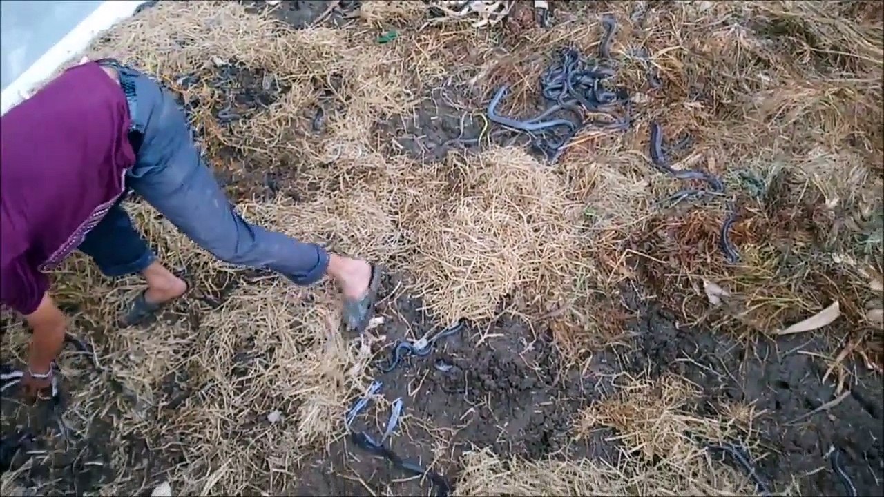 Cet homme est éleveur de serpents... Et il les prend à pleines mains