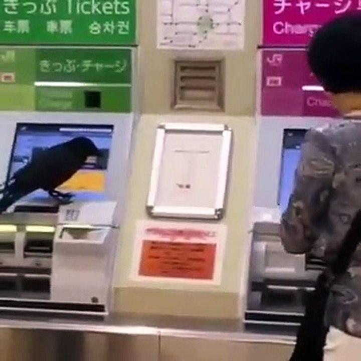 Quand un corbeau vient voler une carte bleue pour retirer de l'argent au distributeur