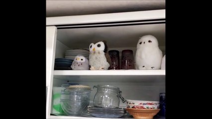 A vous de trouver la vraie chouette parmi ces 3 jouets