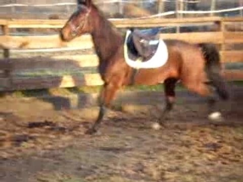 MA JUMENT QUELLE SYGI