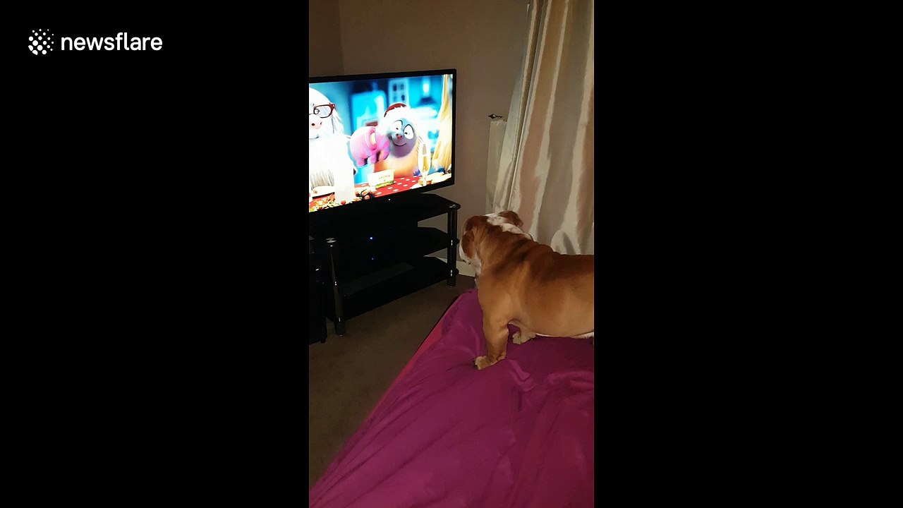 Bulldog puppy hilariously howls along to cartoon