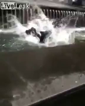Quand tu t'en prends à plus grand que toi... tu finis dans la fontaine !
