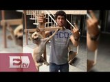 Exigen frenar en internet crueldad contra los animales / Excélsior Informa