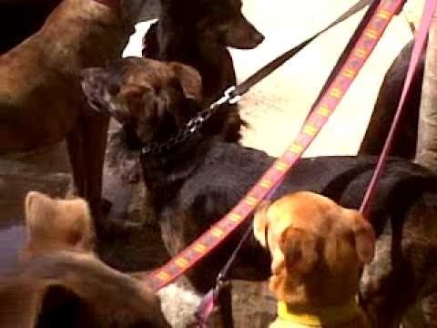 ¿Cómo saber si el paseador de perros está tratando bien a mi mascota?