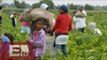 Rescatan en Colima a 49 jornaleros en malas condiciones laborales / Paola Virrueta