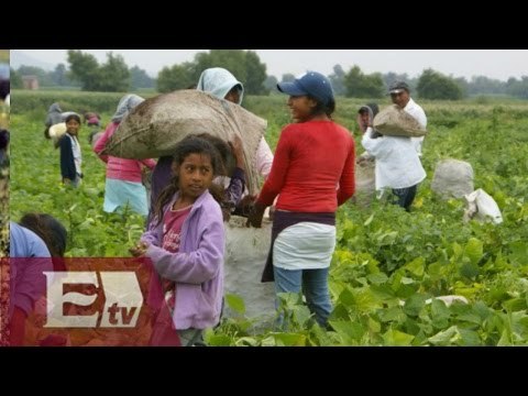 Rescatan en Colima a 49 jornaleros en malas condiciones laborales / Paola Virrueta