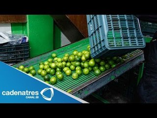 Baja precio del limón ante el aumento de su producción
