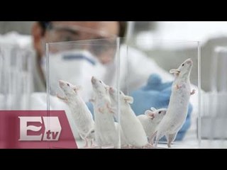 Científicos duplican vida de ratones con envejecimiento prematuro / Titulares de la tarde