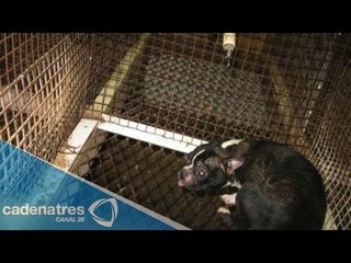 No adoptes en criaderos de perros