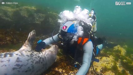 ¿Cómo hace una foca para abrazar a este buzo?