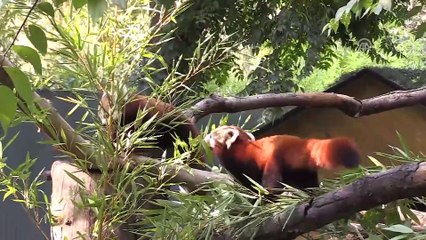 4 Ekim Dünya Hayvanları Koruma Günü - BURSA