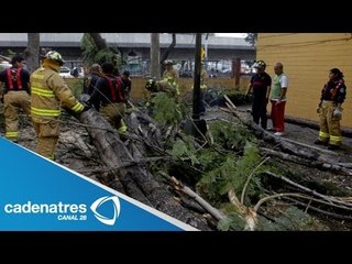 Cae árbol de 20 metros sobre camión en avenida Chapultepec