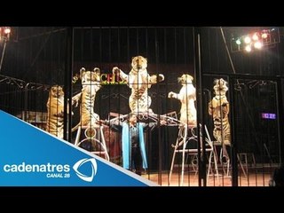 Buscan prohibir uso de animales en circos de Yucatán