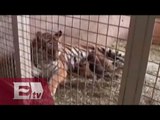 Nacen  tigres en zoológico de Zacatecas / Vianey Esquinca