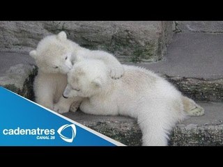 Presentan a bebés osos en Alemania (VIDEO)