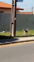 Dog Hops High Wall After Many Attempts