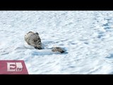 Retiran restos humanos del Pico de Orizaba / Excélsior en la Media