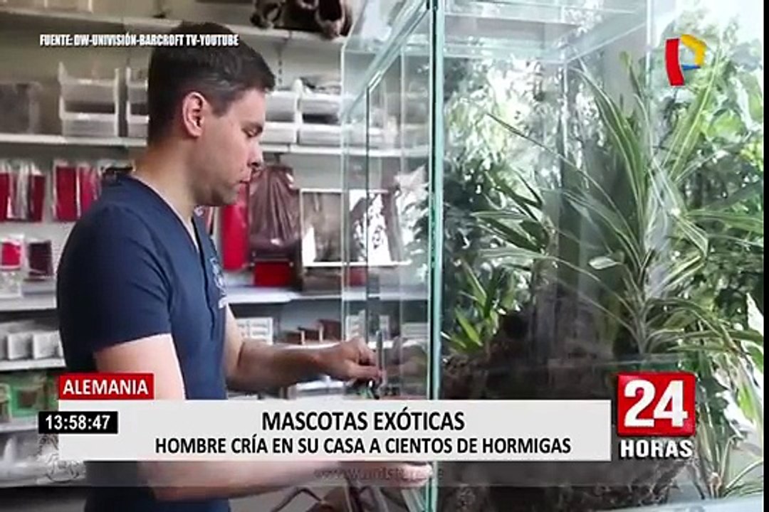 Mascotas exóticas: Hombre cría cientos de hormigas en su casa de Alemania