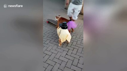 Daughter and daddy dogs go skateboarding in their playclothes