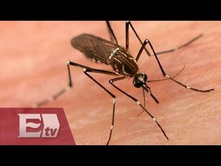 ¿Cómo reducir el riesgo de contraer dengue? / Entre mujeres