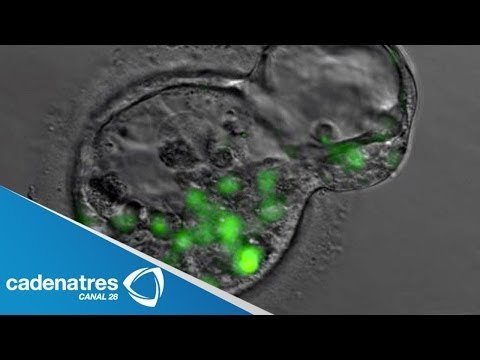 Clonan células madre que producen insulina / Cloned stem cells that produce insulin