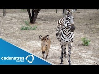 Nace un cebrasno en el zoológico de Reynosa, Tamaulipas
