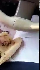 يأكل البعير "الناقة" فلوس مع خبز !!! بينما حربهم جعلت أطفال اليمن يأكلون أوراق الشجر