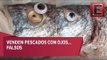 Venden pescados con ojos falsos para ocultar su mal estado