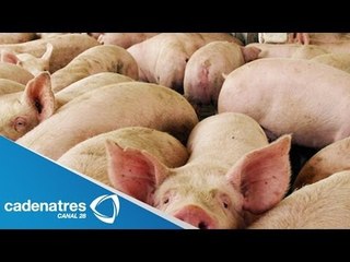 Gobierno mexicano reporta brote de virus porcino en 17 estados del país