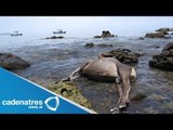 En Isla del Carmen, Baja California Sur, liberan a cazadores furtivos de borrego cimarrón