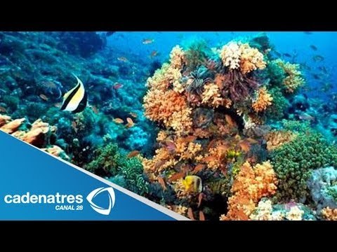 Inversionistas chinos pretenden crear centro turístico en Cabo Pulmo, Baja California Sur
