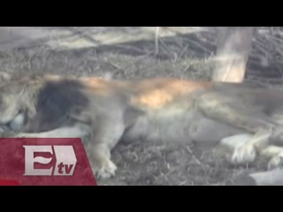 Trasladan de México a santuario de EU a animales rescatados de circos   / Vianey Esquinca