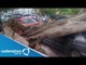 Lluvias provocan caída de árbol sobre auto en Cuajimalpa