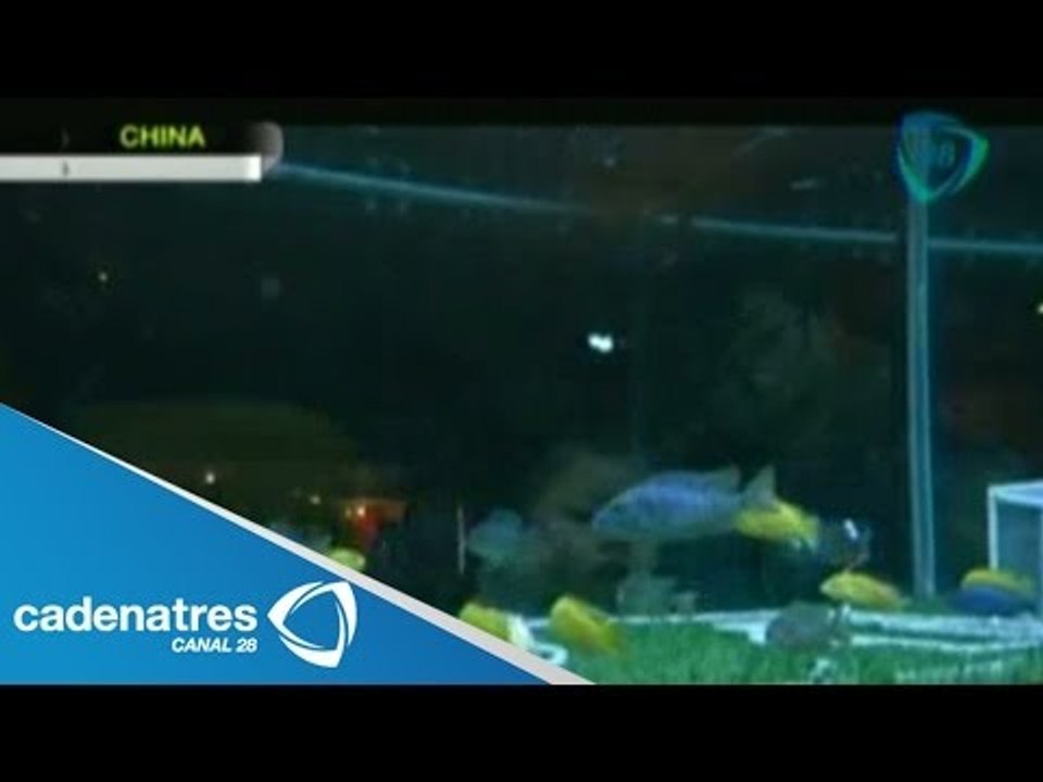 En China peces disputan partido de fútbol / In China fish dispute football game