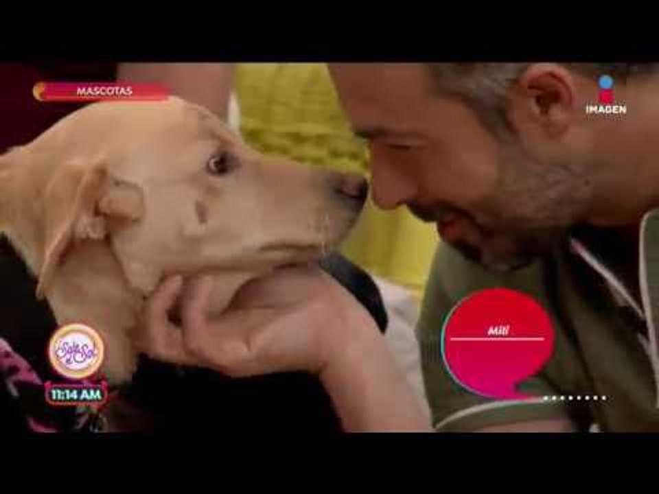 Mascotas discapacitadas