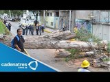 Fuertes vientos derriban árbol en carriles centrales de Río Churubusco, Iztapalapa