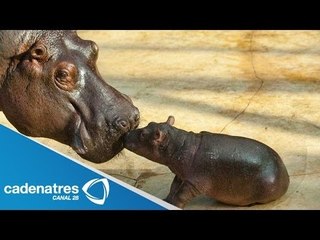 Nace hipopótamo en zoológico de Chilpancingo, Guerrero