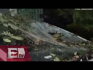 Fuerte tromba derrumba árbol en colonia Anzures / Vianey Esquinca