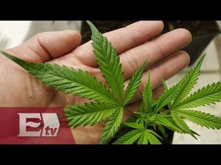 A favor de la despenalización de la marihuana/ Titulares de la noche