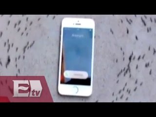 Hormigas perciben peligro al recibir una llamada telefónica / Infiltrados