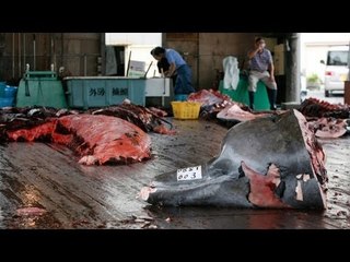 Japón desafía las leyes y continúa con la caza de ballenas