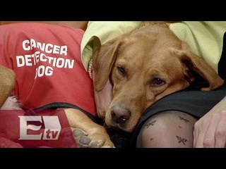 Entrenamiento para perros en detección del cáncer/ Vianey Esquinca