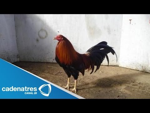 Criaderos de animales en la Ciudad de México / Mitos y Ritos