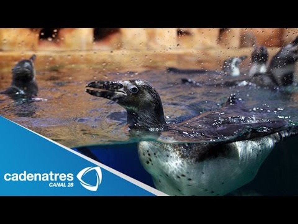 Inauguran área de pingüinos en acuario de Veracruz / Inaugurated area of penguins in Veracruz