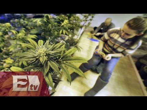 Avalan uso recreativo de la mariguana en México / Ricardo Salas